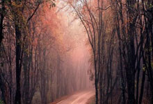 WTA马德里站公布参赛阵容:萨巴伦卡领衔,郑钦文王欣瑜直接入围.